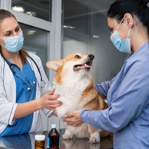 veterinarian